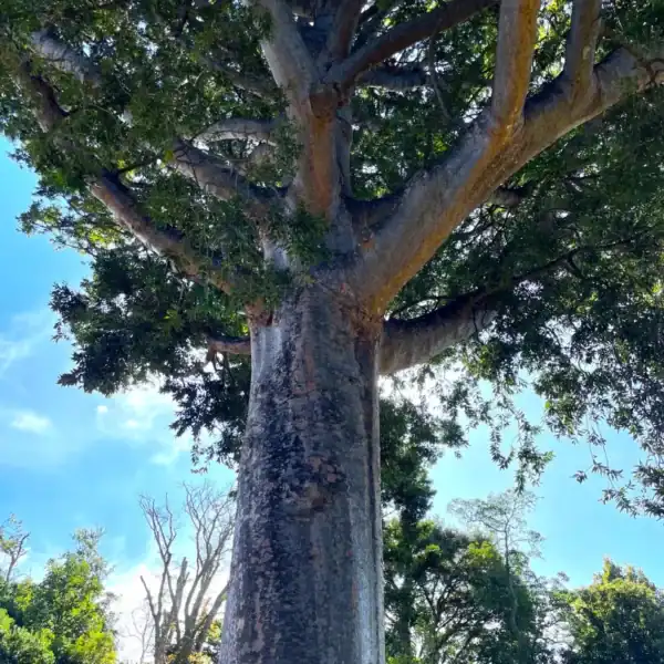 Looking up into the canopy of a massive, ancient Queensland Kauri Pine (Agathis robusta), highlighting its thick branches and smooth, mottled bark. Buy Queensland Kauri Pine.