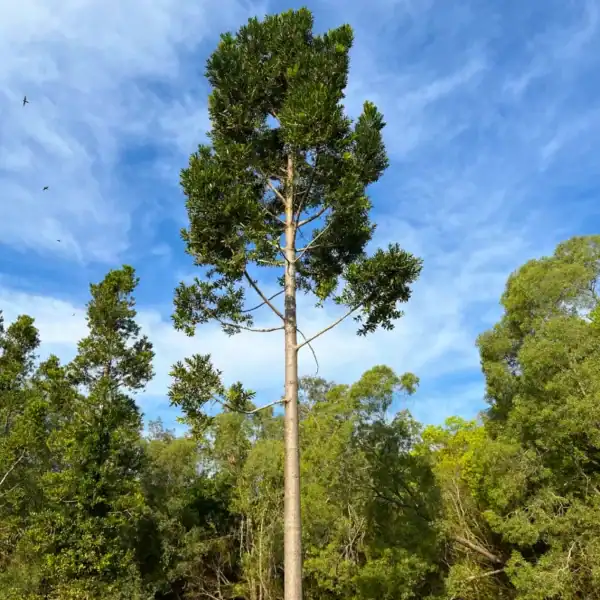 A tall, juvenile Agathis robusta (Queensland Kauri Pine) displaying its perfectly straight, cylindrical trunk and symmetrical branching. Advanced landscape trees Australia.