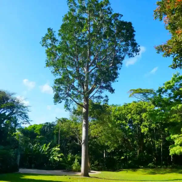 A spectacular, mature Queensland Kauri Pine (Agathis robusta) standing as a towering architectural feature in a grand municipal park setting. Commercial tree nursery NSW.