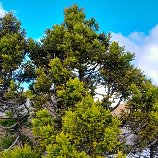 Close botanical detail of the thick, incurved, claw-like green leaves of the ancient King Billy Pine (Athrotaxis selaginoides). Buy King Billy Pine.