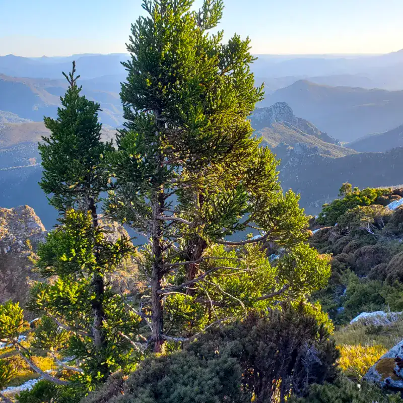 A detailed view of the unique, tightly packed awl-shaped foliage that makes the Athrotaxis selaginoides highly prized for native bonsai cultivation. Gondwana bonsai trees Australia.