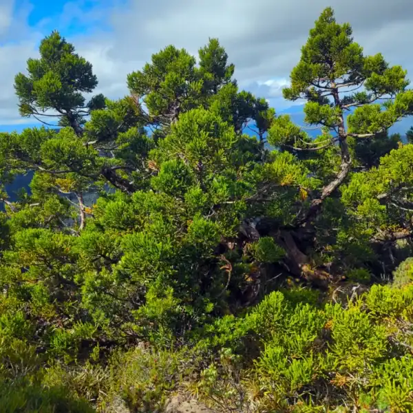 The dense, sprawling, prehistoric canopy of an endemic Athrotaxis selaginoides (King Billy Pine) thriving in a cool-climate Tasmanian rainforest. Native Tasmanian conifers.
