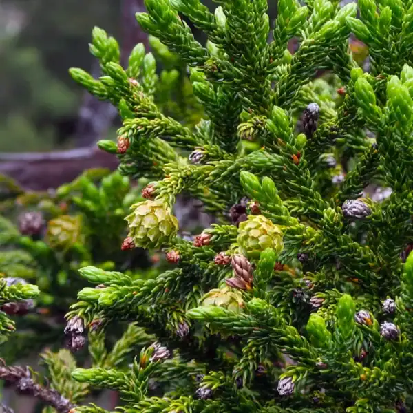 A spectacular, mature King Billy Pine (Athrotaxis selaginoides) standing tall in its rugged alpine habitat, showcasing its iconic conical shape. Rare alpine plants.