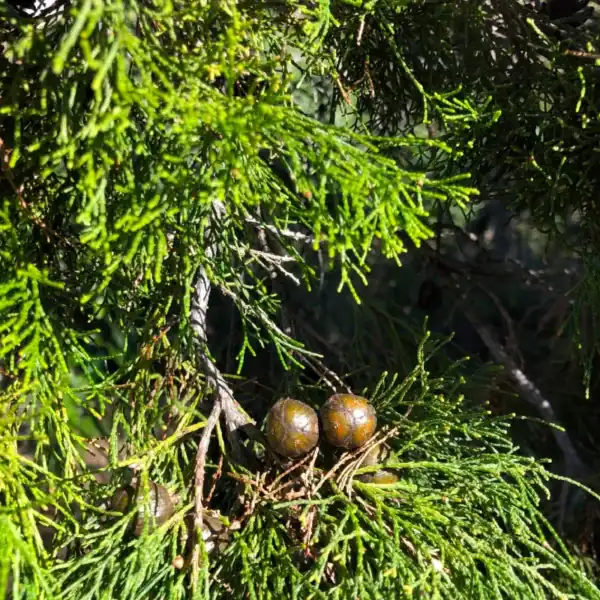 Close-up botanical detail of the small, woody seed cones and aromatic green foliage of the native Coast Cypress Pine (Callitris columellaris). Buy Coast Cypress Pine.