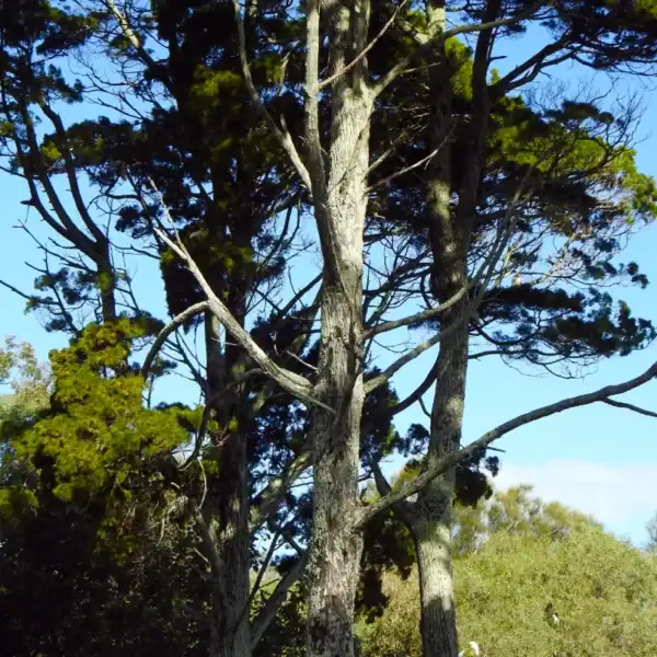 The deeply furrowed bark and robust coastal branching structure of a mature Bribie Island Pine (Callitris columellaris), famous for its termite-resistant timber. Termite resistant timber trees.
