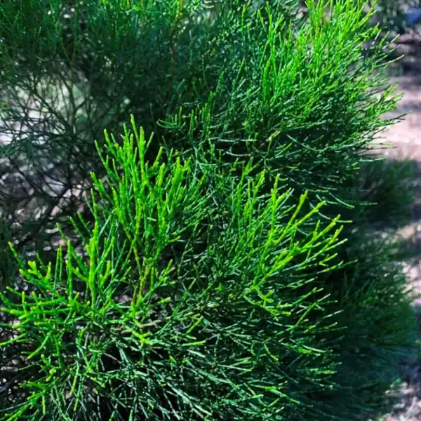 Dense, dark green, billowed foliage of a healthy Callitris columellaris (Coast Cypress Pine) thriving in a sunlit coastal landscape. Callitris columellaris for sale.