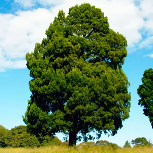 A spectacular, mature Coast Cypress Pine (Callitris columellaris) standing solitary, demonstrating its exceptional tolerance to sandy soils and coastal winds. Coastal native conifers Australia.