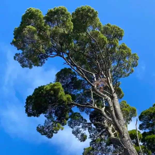 Looking up into the towering, architectural canopy of an ancient Coast Cypress Pine (Callitris columellaris) against a bright blue sky. Commercial landscape trees NSW.