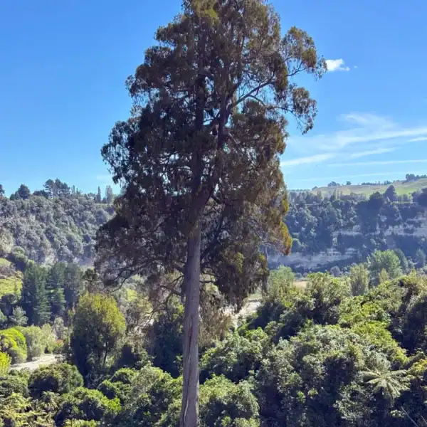 A magnificent, mature Kahikatea (Dacrycarpus dacrydioides) standing proudly as a towering architectural feature in a sweeping landscape. Buy Kahikatea tree Australia.