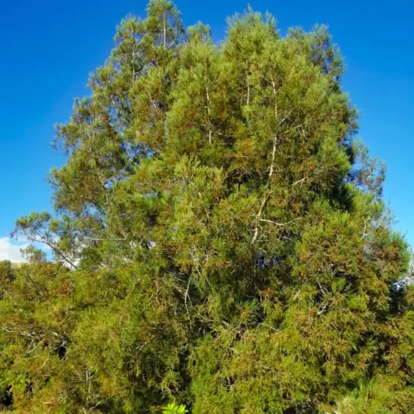 The dense, dark green canopy of an established New Zealand White Pine (Dacrycarpus dacrydioides) thriving in a cool-climate setting. Dacrycarpus dacrydioides for sale.