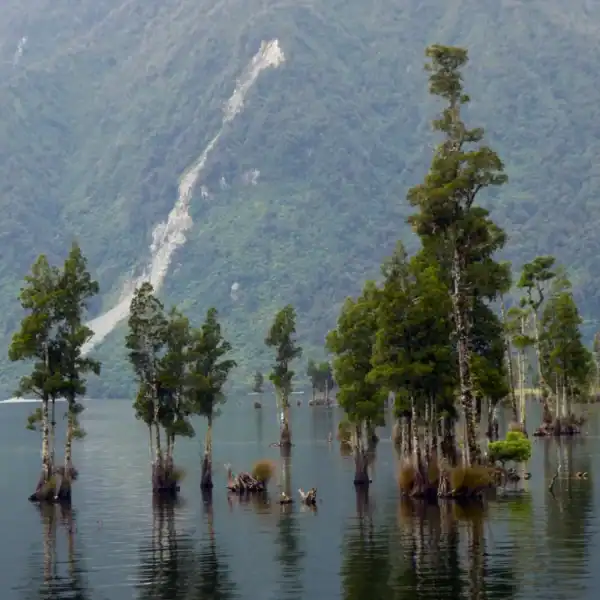 A breathtaking stand of Kahikatea (Dacrycarpus dacrydioides) trees demonstrating their unique ability to thrive directly in wet, swampy, and waterlogged environments. Buy swamp pine tree.