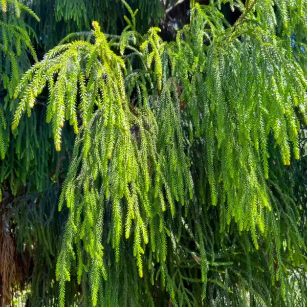 Close-up of the bright green, pendulous, thread-like weeping foliage of a healthy Rimu (Dacrydium cupressinum). Buy Rimu tree Australia.