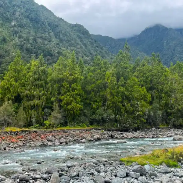 A lush, dense forest of Dacrydium cupressinum (New Zealand Red Pine) thriving alongside a rocky, fast-flowing alpine river. Antarctic flora.