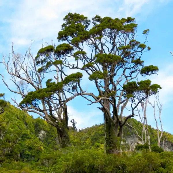 Two magnificent, mature Dacrydium cupressinum (Rimu) trees displaying their distinctive, irregular branching structure and weeping foliage against a blue sky. New Zealand Red Pine.