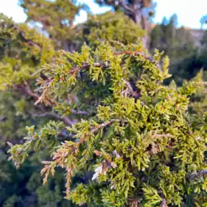 Close botanical detail of the tiny, tightly overlapping scale-like leaves and weeping branchlets of the Diselma archeri (Tasmanian Dwarf Pine). Buy Diselma archeri.