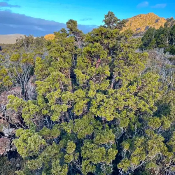A beautifully dense, sprawling mature shrub of Diselma archeri (Cheshunt Pine) thriving in a cool-climate alpine rockery. Tasmanian Dwarf Pine for sale.