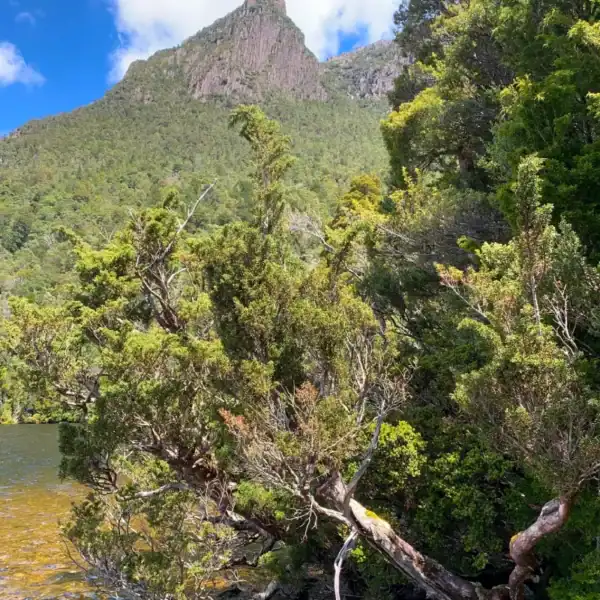 Bright green, cascading foliage of an endemic Diselma archeri, highlighting its incredible textural value for prestige bonsai cultivation. Rare bonsai material Australia.
