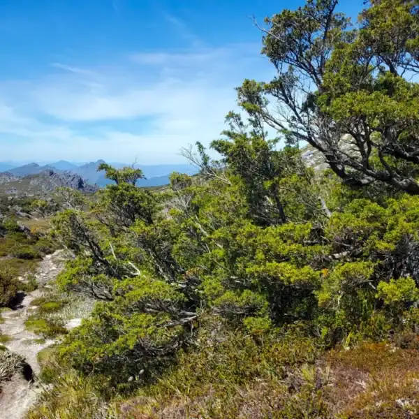 A robust Tasmanian Dwarf Pine (Diselma archeri) growing vigorously in its natural, high-altitude alpine habitat among rocky tarns. Endemic Tasmanian conifers.