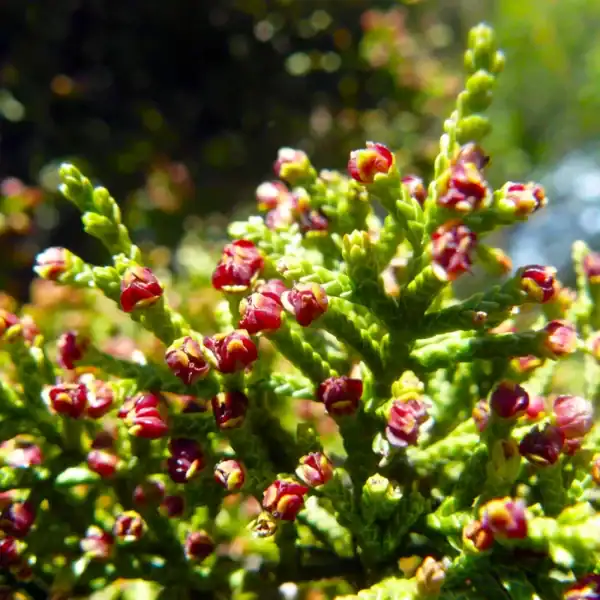 Looking closely at the intricate, square-profiled green stems of the monotypic Diselma archeri, a prized Gondwanan alpine relic. Buy alpine plants online.