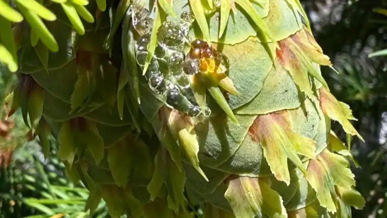 Pseudotsuga menziesii Douglas Fir developing cone with resin, Sequoia Valley Farms, Mittagong NSW