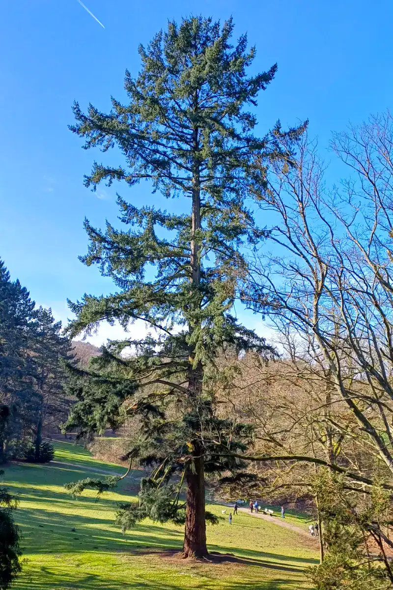 Mature Pseudotsuga menziesii Douglas Fir specimen showing characteristic open crown and rugged bark at full development, Netherlands