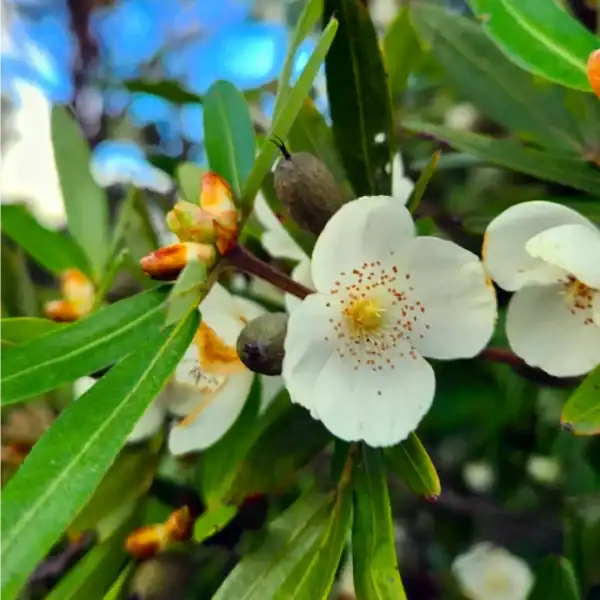 A beautiful late-summer display of nectar-rich white blooms and developing buds on a Pinkwood (Eucryphia moorei) tree. Native flowering trees Australia.