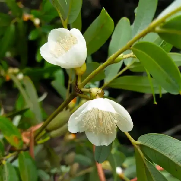Two stunning, fragrant white flowers dangling from the leathery green foliage of a healthy Eucryphia moorei (Plumwood) tree.