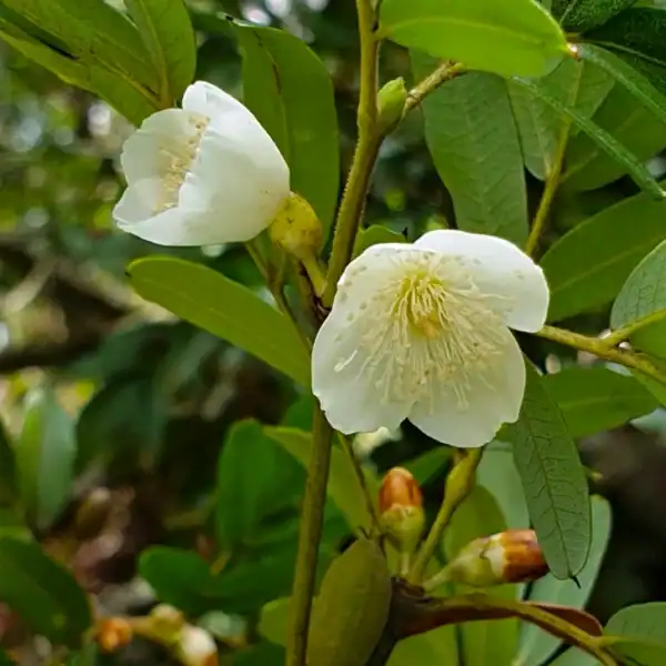 Extreme close-up of the delicate floral architecture and central boss of stamens on the white bloom of the Eastern Leatherwood (Eucryphia moorei).