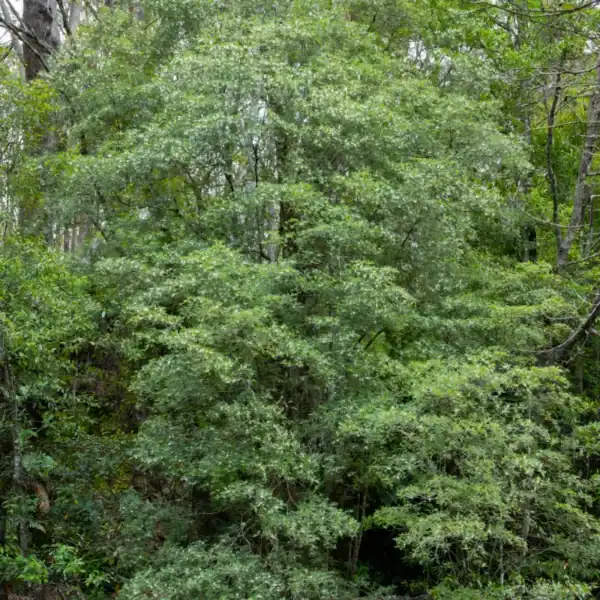A massive, cascading canopy of a mature Pinkwood (Eucryphia moorei) completely smothered in white flowers in a sheltered Southern Highlands gully. NSW South Coast rainforest trees.