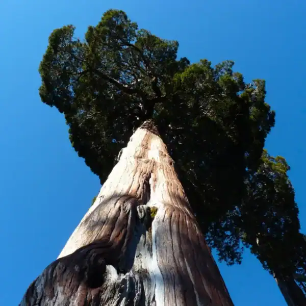 Close-up botanical detail of the beautiful, scale-like foliage and white stomatal bands of the Fitzroya cupressoides (Patagonian Cypress). Buy Fitzroya cupressoides Australia.
