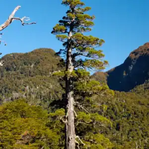 A rare, mature Fitzroya cupressoides (Alerce tree) standing in a lush, misty forest, showcasing its dense, weeping evergreen canopy. Patagonian Cypress for sale.