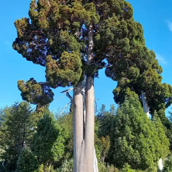 Bright green, pendulous new spring growth emerging on the delicate branchlets of a healthy Patagonian Cypress (Fitzroya cupressoides). Rare Gondwana conifers.