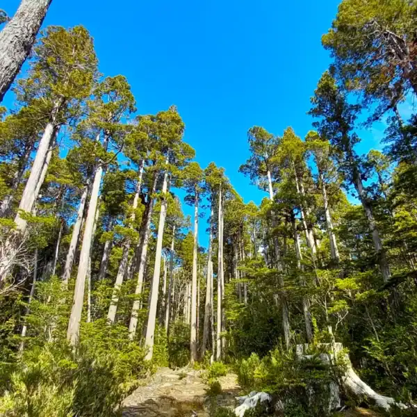 The deeply textured, scale-covered branchlets of the Alerce (Fitzroya cupressoides), a highly sought-after species for advanced bonsai trees.