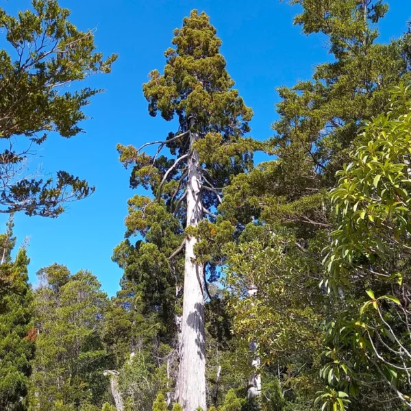 An ancient, towering Fitzroya cupressoides (Alerce) growing in its native Valdivian temperate rainforest habitat in South America. Alerce tree Australia.