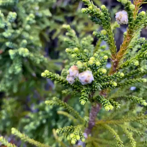 Sunlit, intricate foliage of a juvenile Patagonian Cypress (Fitzroya cupressoides), closely related to the prehistoric Fitzroya tasmanensis. Buy Fitzroya cupressoides Australia.