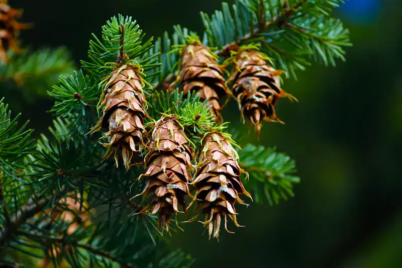 Pseudotsuga menziesii mature dried cones showing distinctive mouse-tail bracts, Douglas Fir identification