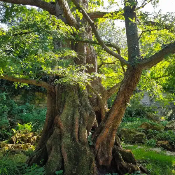 The incredibly muscular, deeply fluted, cinnamon-coloured trunk and buttressed base of an ancient Metasequoia glyptostroboides (Dawn Redwood). Living fossil tree.