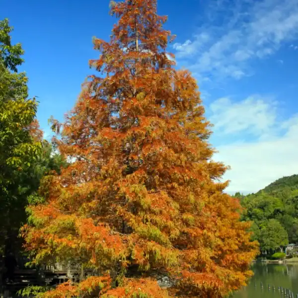 A towering Dawn Redwood (Metasequoia glyptostroboides) thriving at the water's edge, highlighting its Chinese name 'Shuishan' (Water Fir) and its preference for wet soils.