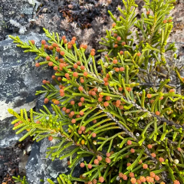 Close botanical detail of the tiny, yellowish-brown male pollen strobili at the branch tips of a dioecious Microcachrys tetragona.