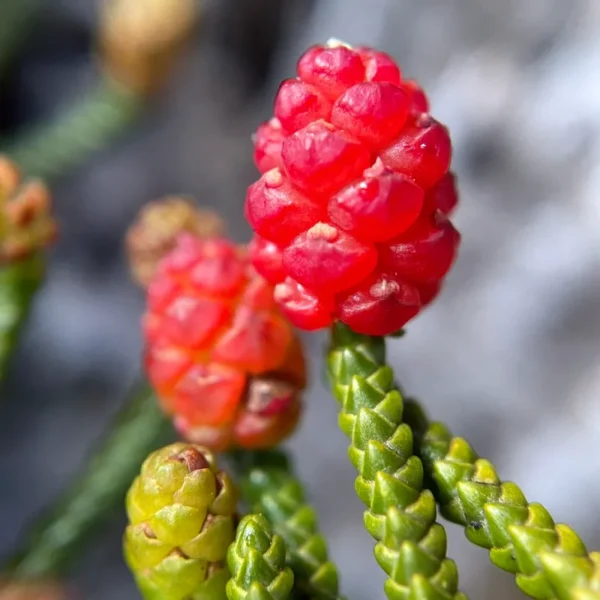 Extreme macro photography of the spectacular, translucent red, strawberry-like female seed cones of the rare Microcachrys tetragona.