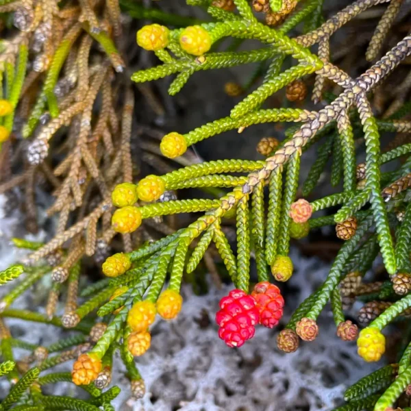 Extreme macro photography of the spectacular, translucent yellow and red, strawberry-like female seed cones of the rare Microcachrys tetragona.