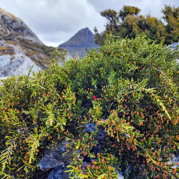 A stunning wild Microcachrys tetragona thriving in its natural habitat against the dramatic, rocky backdrop of Cradle Mountain, Tasmania. Tasmanian alpine conifers.