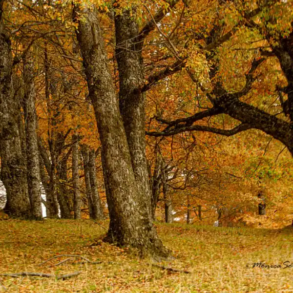 The deeply fissured, rugged grey-brown bark of a mature stand of Nothofagus obliqua (Pellín) trees in an autumn forest. Buy Pellin tree.