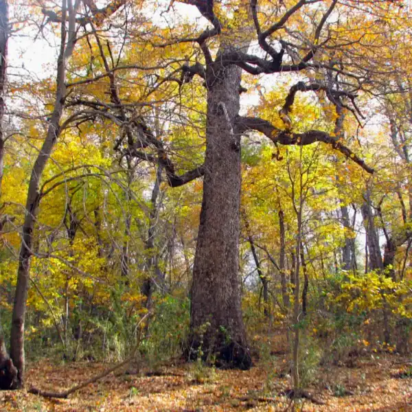 An ancient Gondwanan giant, the Nothofagus obliqua, showcasing its thick trunk and stunning autumn foliage transformation. Deciduous Gondwana trees.