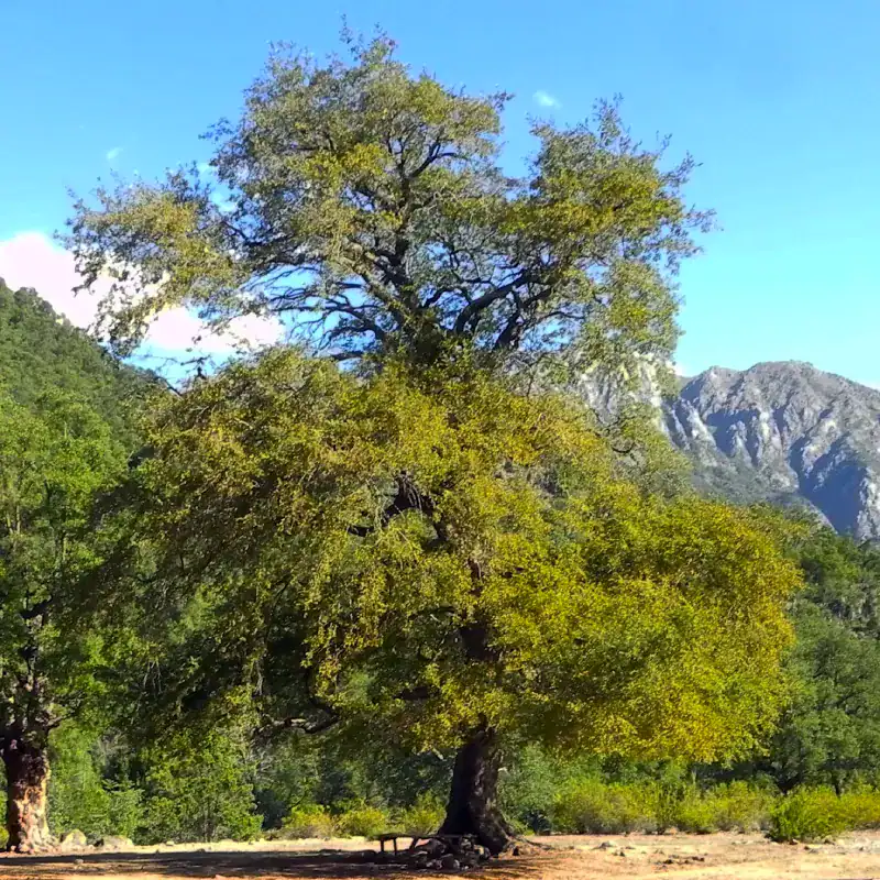 A massive, solitary Nothofagus obliqua (Roble Beech) tree displaying its broad, spreading canopy and incredible architectural scale. Patagonian Oak for sale.