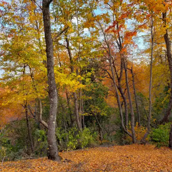 A spectacular woodland scene featuring the vibrant yellow, orange, and red autumn canopy of the deciduous Nothofagus obliqua. Buy Nothofagus obliqua Australia.