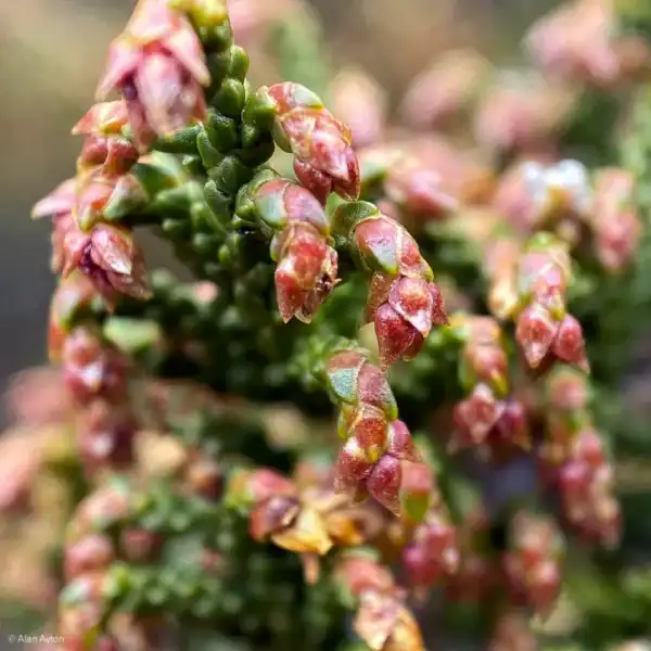Extreme macro photography of the beautiful, tiny red-tipped pollen cones on a rare Tasmanian Pherosphaera hookeriana (Mount Mawson Pine). Buy rare native conifers.