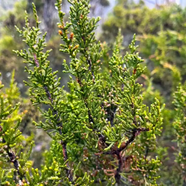 Vigorous, tightly packed bright green branchlets on a healthy nursery specimen of Pherosphaera hookeriana, expertly cultivated for mainland cool climates.