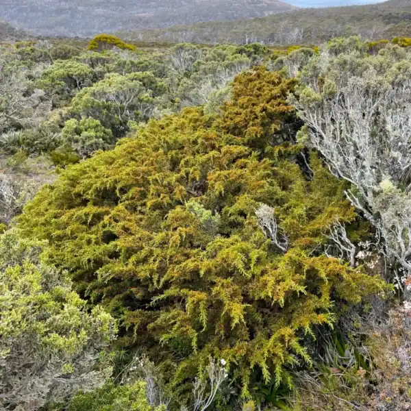 A stunning, naturally dome-shaped Pherosphaera hookeriana (Mount Mawson Pine) thriving in a high-altitude Tasmanian heathland. Buy Mount Mawson Pine.