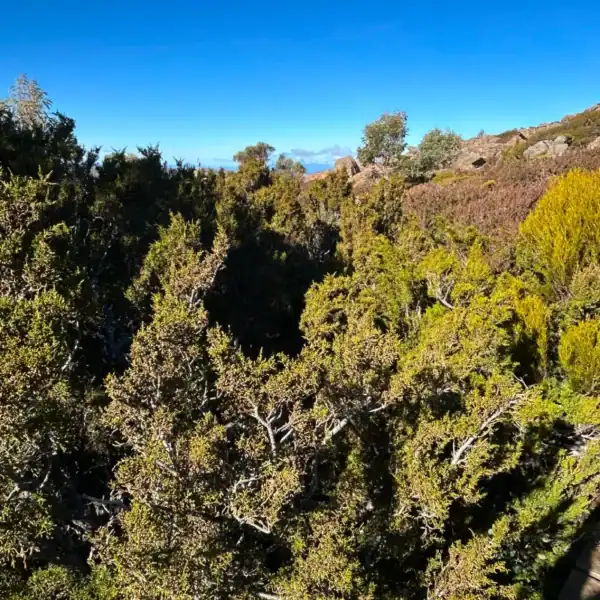 A sweeping view of mature Pherosphaera hookeriana shrubs dominating a pristine, rocky alpine landscape in Tasmania.